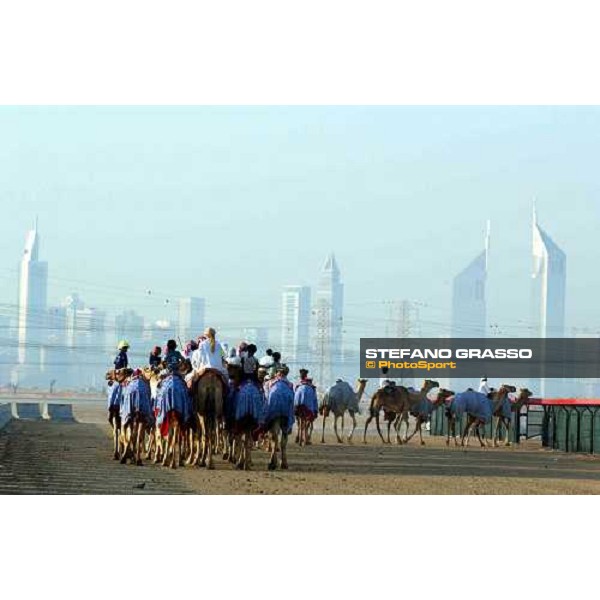 camels\' training - The Emirates Towers in the background Dubai 28th march 2004 ph. Stefano Grasso