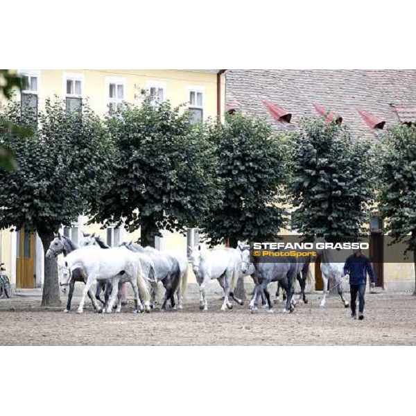 Kladruber horses at Hrebcin Gestut KLADRUBY nad LABEM (Czech Republic ), 7th october 2006 ph. Stefano Grasso