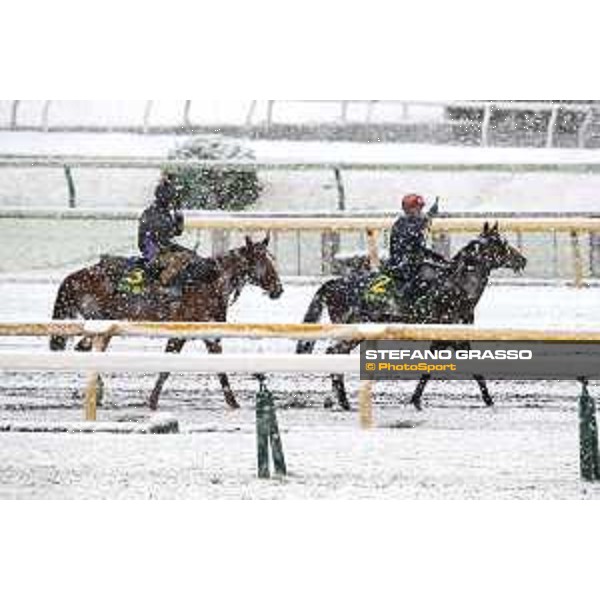 Morning track works at Fuchu racecourse - Iquitos and Nightflower Tokyo,24th nov.2016 ph.Stefano Grasso
