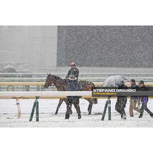 Morning track works at Fuchu racecourse - Erupt and his connection Tokyo,24th nov.2016 ph.Stefano Grasso