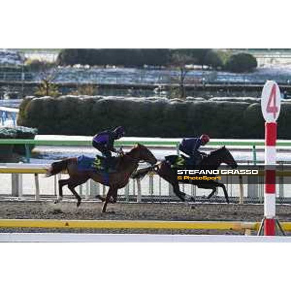 The 36th Japan Cup in association with Longines - Morning track works at Fuchu racecourse - Iquitos and Nightflower Tokyo,25th nov.2016 ph.Stefano Grasso