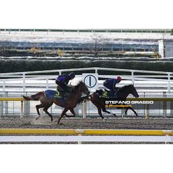 The 36th Japan Cup in association with Longines - Morning track works at Fuchu racecourse - Iquitos and Nightflower Tokyo,25th nov.2016 ph.Stefano Grasso