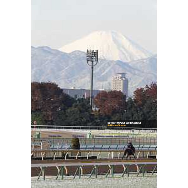 The 36th Japan Cup in association with Longines - Morning track works at Fuchu racecourse - Erupt and Fuji san Tokyo,25th nov.2016 ph.Stefano Grasso