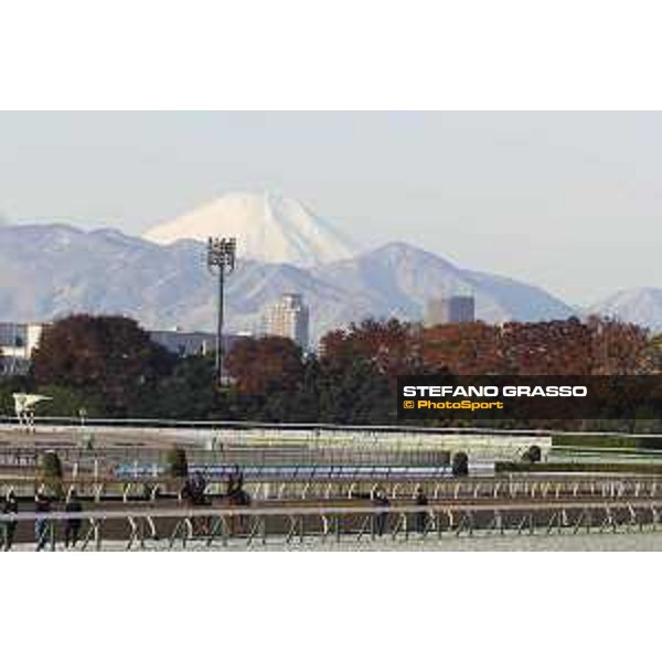 The 36th Japan Cup in association with Longines - Morning track works at Fuchu racecourse - Iquitos and Nightflower and Fuji san Tokyo,25th nov.2016 ph.Stefano Grasso