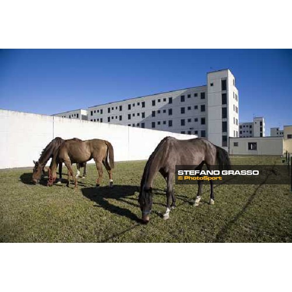 I cavalli del progetto \'Cavalli in Carcere\', alla casa di reclusione di Bollate Bollate, 27 febbraio 2007 ph. Stefano Grasso