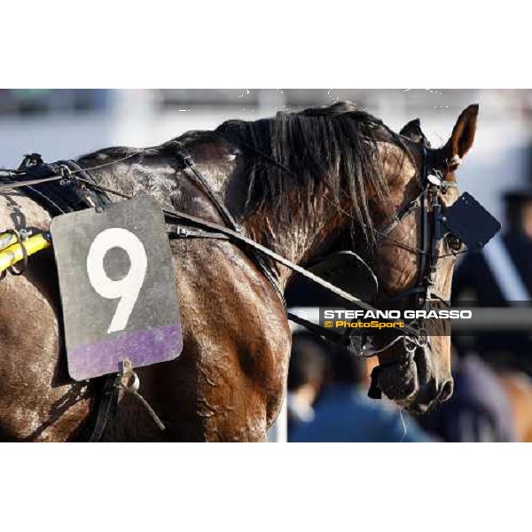 a close up for Muscle Bound before the start of Gran Premio Lotteria Napoli, 4th may 2008 ph. Stefano Grasso