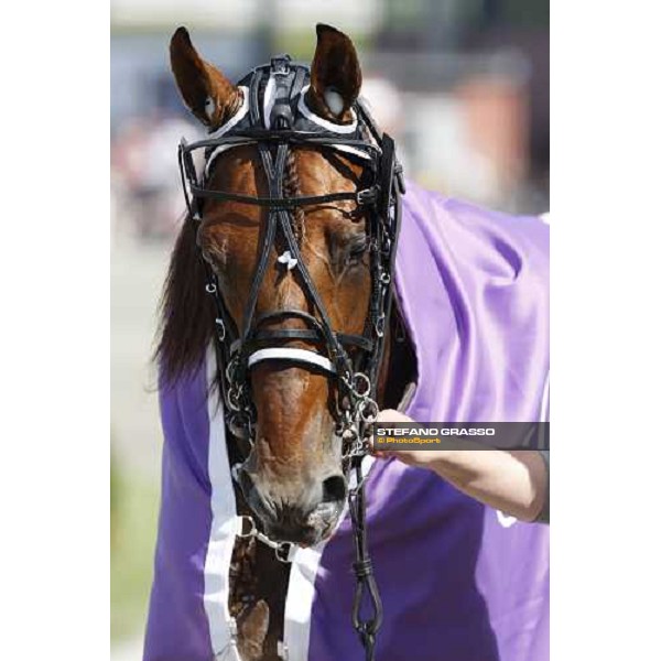 close up for Exploit Caf after winning the 1st heat of the Elitloppet Solvalla, 25th may 2008 ph. Stefano Grasso