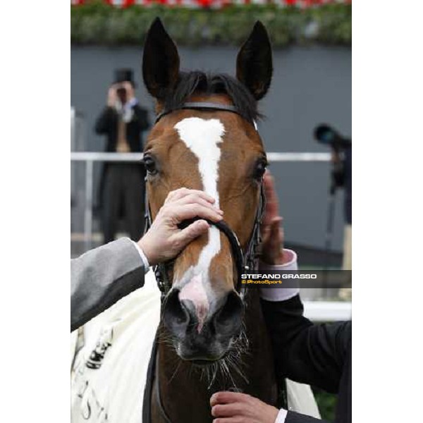 a close up for Langs Lash winner of the Queen Mary Stakes at Royal Ascot 2nd day Ascot, 18th june 2008 ph. Stefano Grasso