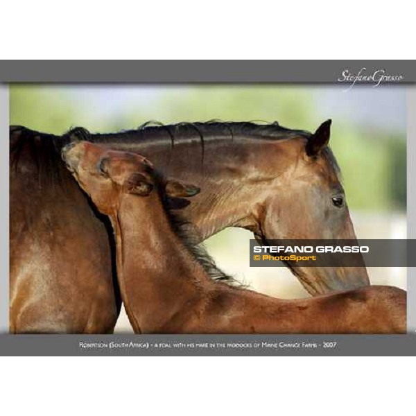 www.horse-poster.com - ph.Stefano Grasso - All rights reserved