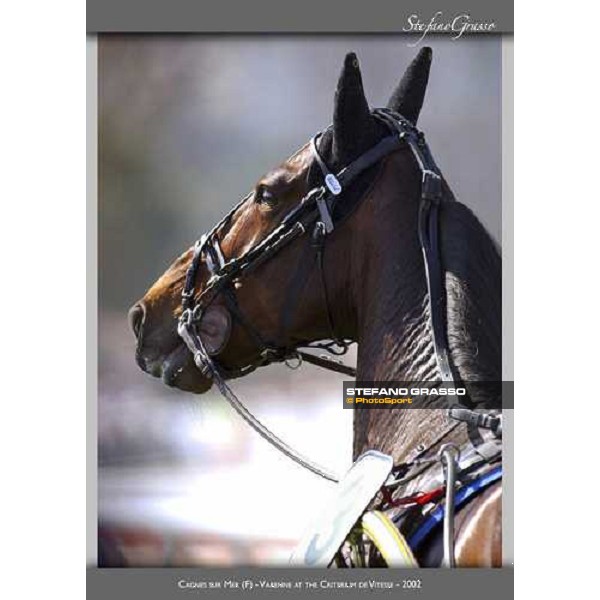 www.horse-poster.com - ph.Stefano Grasso - All rights reserved