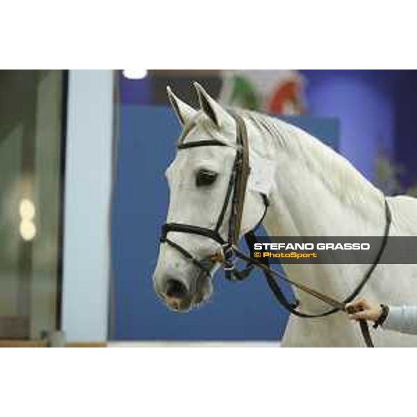 Horses inspection Jumping Verona 2019 Verona,7th nov. 2019 ph.Stefano Grasso/JV