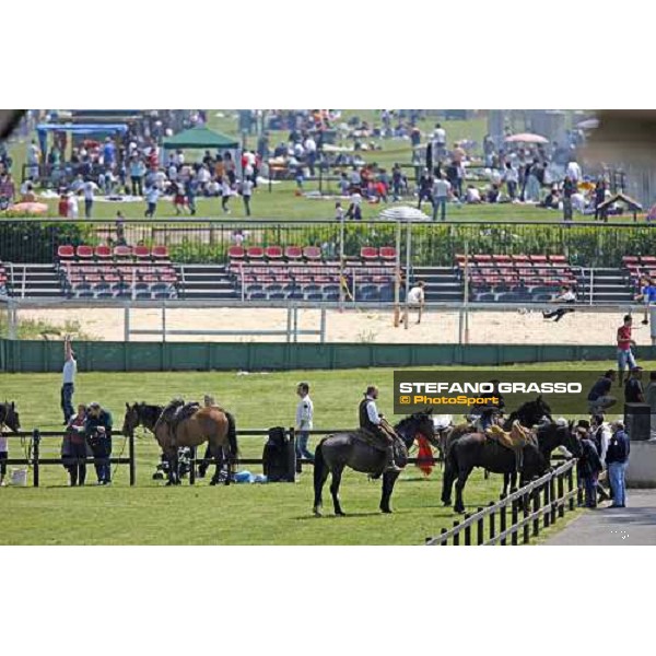 The Maremmani horses at Capannelle racetrack Rome, 1st may 2009 ph. Stefano Grasso