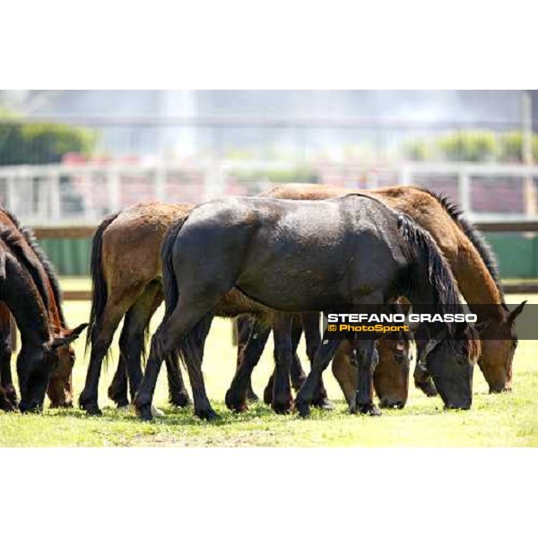 The Maremmani horses at Capannelle racetrack Rome, 1st may 2009 ph. Stefano Grasso