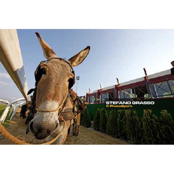 the donkey \'Bin Laden\' at Capannelle racetrack Rome, 1st may 2009 ph. Stefano Grasso