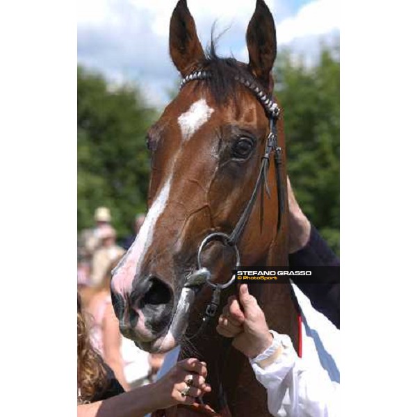 close up for Soviet Song winner of The Falmouth Stakes Newmarket, 6th june 2004 ph. Stefano Grasso
