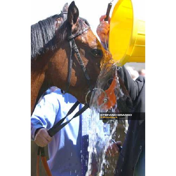 shower for Jewel in the Sand winner of the Chippenham Lodge Stakes Newmarket, 6th june 2004 ph. Stefano Grasso