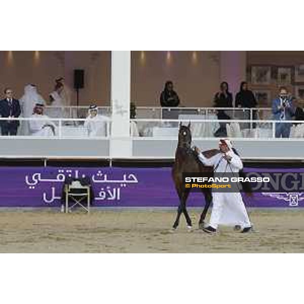 CHI of Al Shaqab - Arabian show - Doha, Al Shaqab - 29 February 2020 - ph.Mario Grassia/CHI Al Shaqab