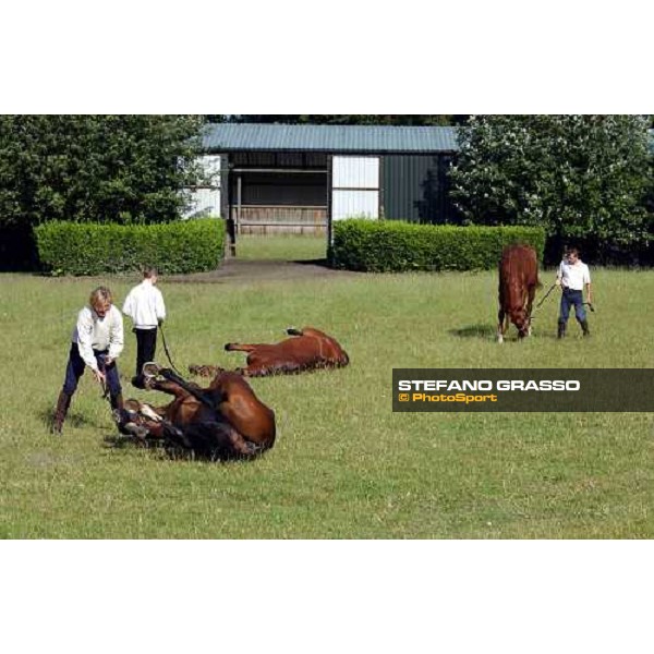 horses relaxing in the grass at Bedford House, after morning works Newmarket 7th july 2004 ph. Stefano Grasso