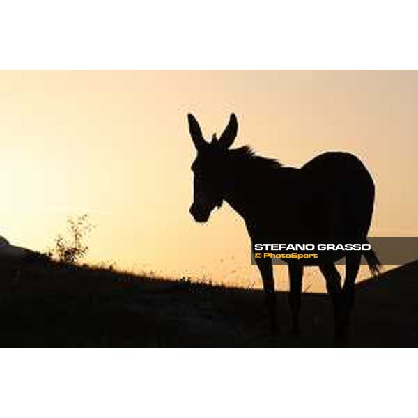 Early morning with donkeys at Campo Imperatore - Parco Nazionale del Gran Sasso e Monti della Laga. 13th august 2020 Ph.Stefano Grasso