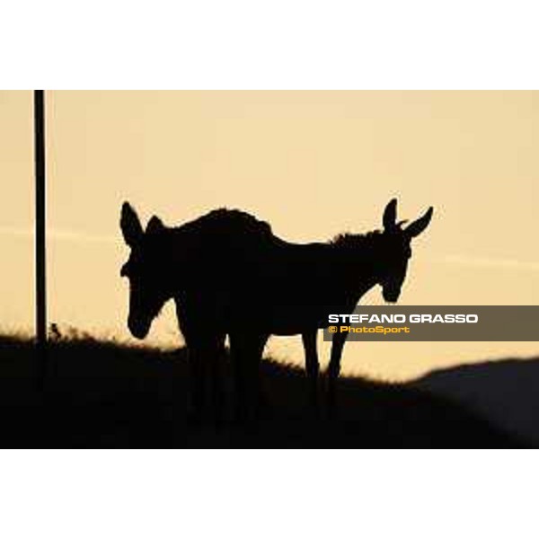 Early morning with donkeys at Campo Imperatore - Parco Nazionale del Gran Sasso e Monti della Laga. 13th august 2020 Ph.Stefano Grasso