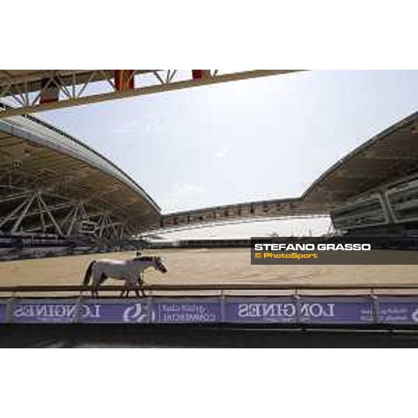CHI of DOHA - CSI5* Horses Vet Check - DOHA, Al Shaqab - 24 February 2021 - ph.Stefano Grasso/CHI Al Shaqab 2021