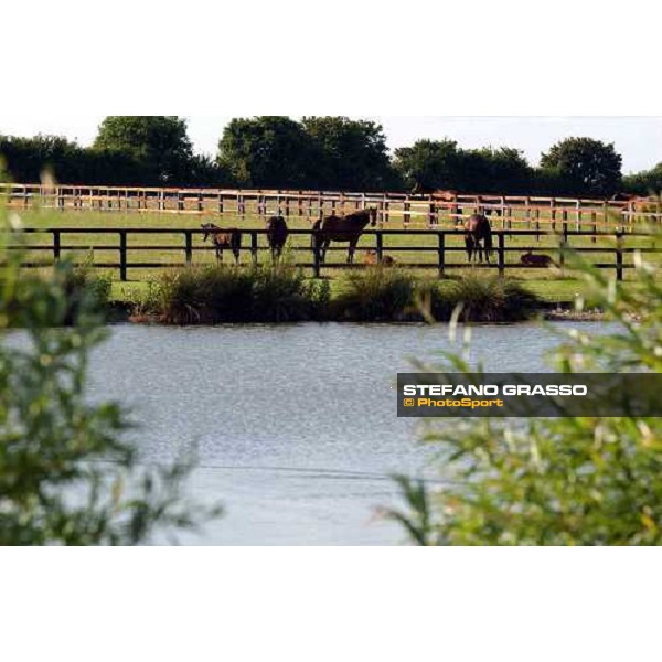 Dams and foals at Brinkley Stud Brinkley 6th july 2004 ph. Stefano Grasso