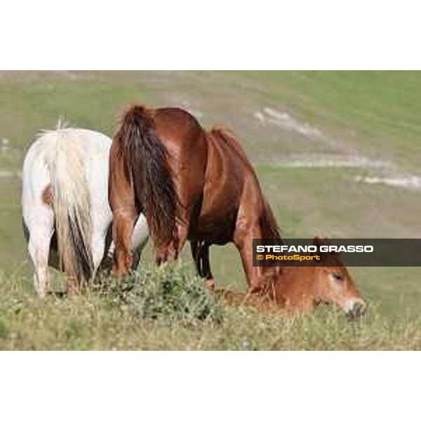 A day at Gran Sasso d’Italia Paint horses Campo Imperatore (AQ), 28 June 2021 Ph.Stefano Grasso
