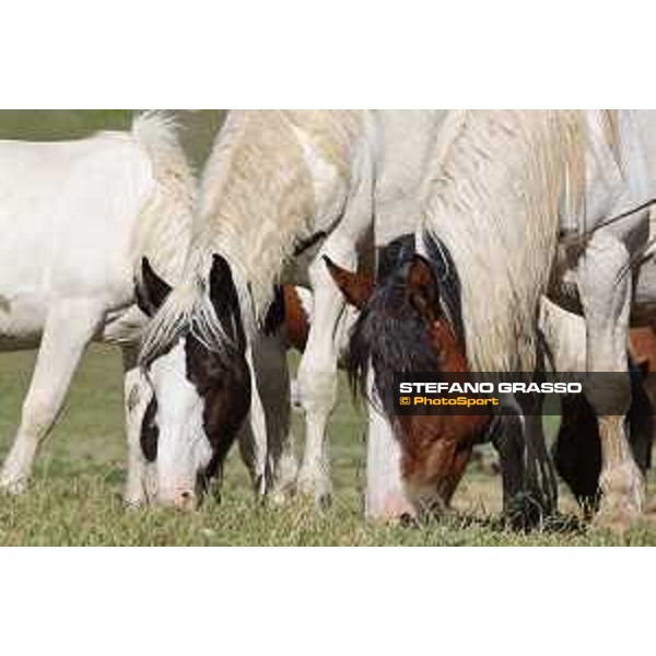 A day at Gran Sasso d’Italia Paint horses Campo Imperatore (AQ), 28 June 2021 Ph.Stefano Grasso