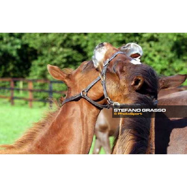 foals playing at Brinkley Stud Brinkley 6th july 2004 ph. Stefano Grasso