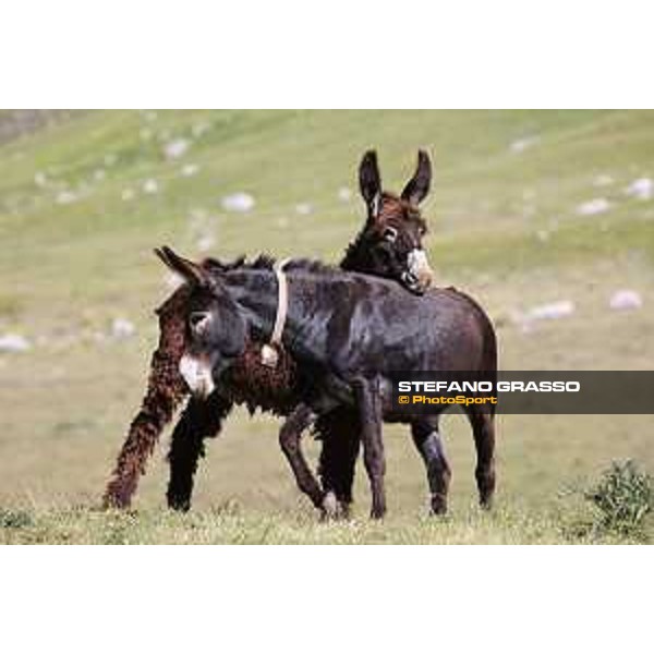 A day at Gran Sasso d’Italia Donkeys of Martina Franca Campo Imperatore (AQ), 28 June 2021 Ph.Stefano Grasso
