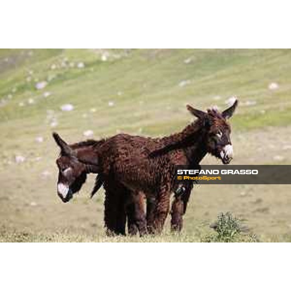 A day at Gran Sasso d’Italia Donkeys of Martina Franca Campo Imperatore (AQ), 28 June 2021 Ph.Stefano Grasso