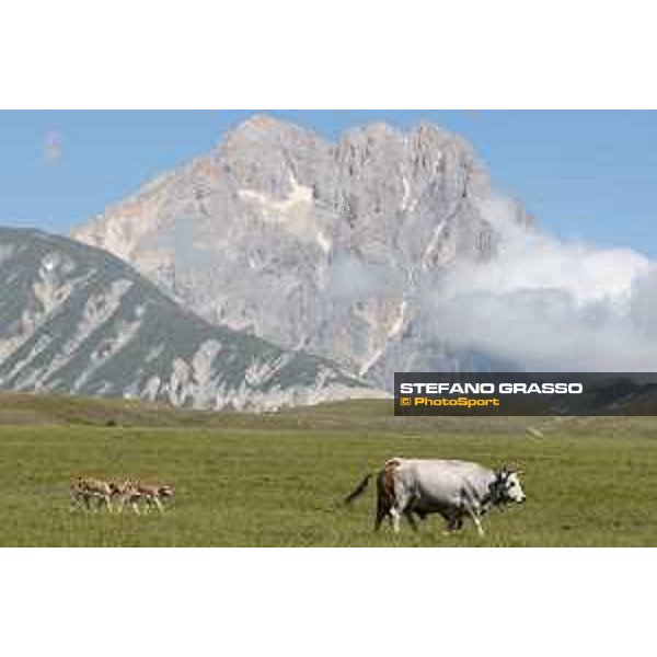 A day at Gran Sasso d’Italia Cows Campo Imperatore (AQ), 28 June 2021 Ph.Stefano Grasso
