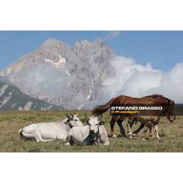 A day at Gran Sasso d’Italia Cows and horses Campo Imperatore (AQ), 28 June 2021 Ph.Stefano Grasso
