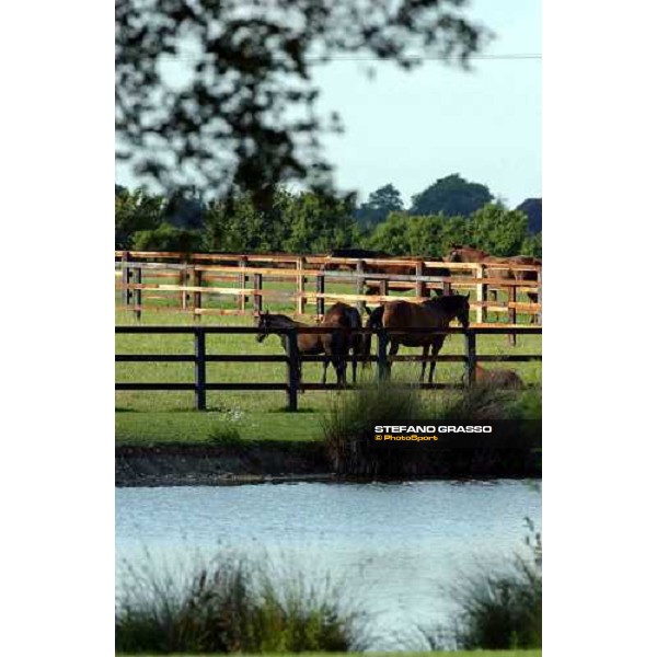 foals and dams at Brinkley Stud Brinkley 6th july 2004 ph. Stefano Grasso