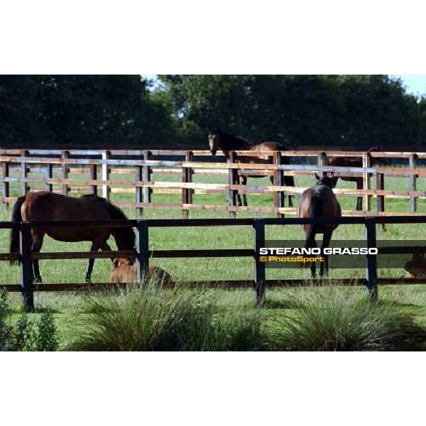 foals and dams at Brinkley Stud Brinkley 6th july 2004 ph. Stefano Grasso