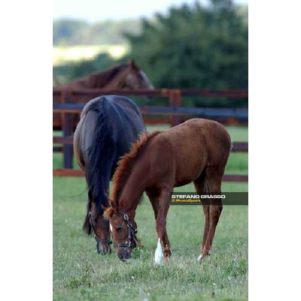 dams and foals at Brinkley Stud Brinkley 6th july 2004 ph. Stefano Grasso