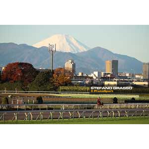 Japan Cup of Tokyo - - Tokyo, Fuchu racecourse - 24 November 2022 - ph.Stefano Grasso/Longines/Japan Cup morning track works at Fuchu racecourse - Grand Glory