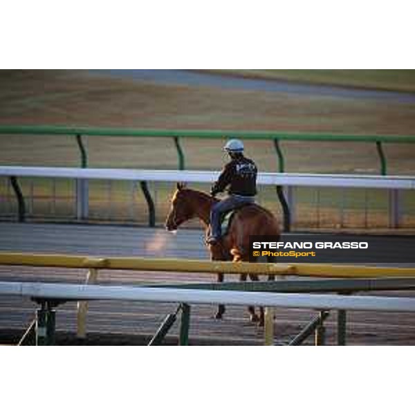 Japan Cup of Tokyo - - Tokyo, Fuchu racecourse - 24 November 2022 - ph.Stefano Grasso/Longines/Japan Cup morning track works at Fuchu racecourse - Christophe Patrice Lemaire on Onesto