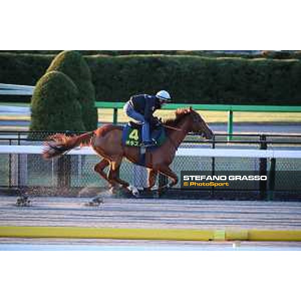 Japan Cup of Tokyo - - Tokyo, Fuchu racecourse - 24 November 2022 - ph.Stefano Grasso/Longines/Japan Cup morning track works at Fuchu racecourse - Christophe Patrice Lemaire on Onesto