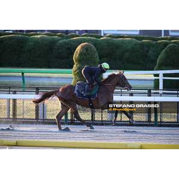 Japan Cup of Tokyo - - Tokyo, Fuchu racecourse - 24 November 2022 - ph.Stefano Grasso/Longines/Japan Cup morning track works at Fuchu racecourse - Simca Mille