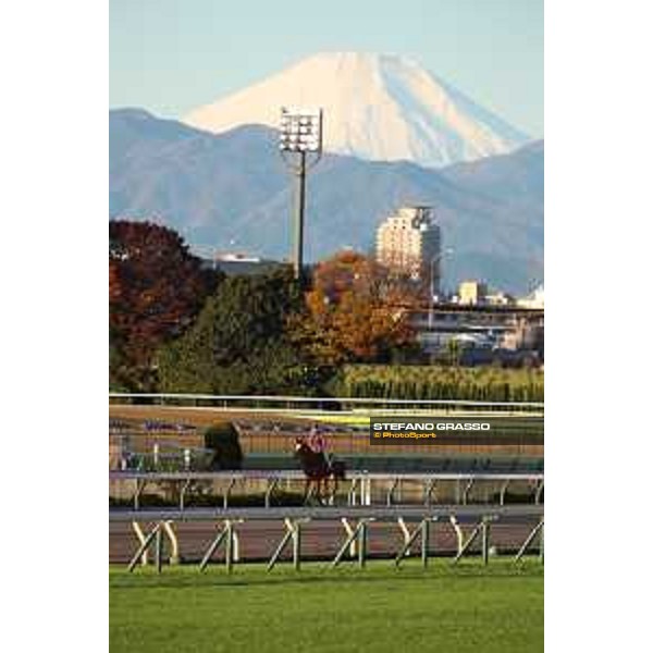 Japan Cup of Tokyo - - Tokyo, Fuchu racecourse - 24 November 2022 - ph.Stefano Grasso/Longines/Japan Cup morning track works at Fuchu racecourse - Grand Glory
