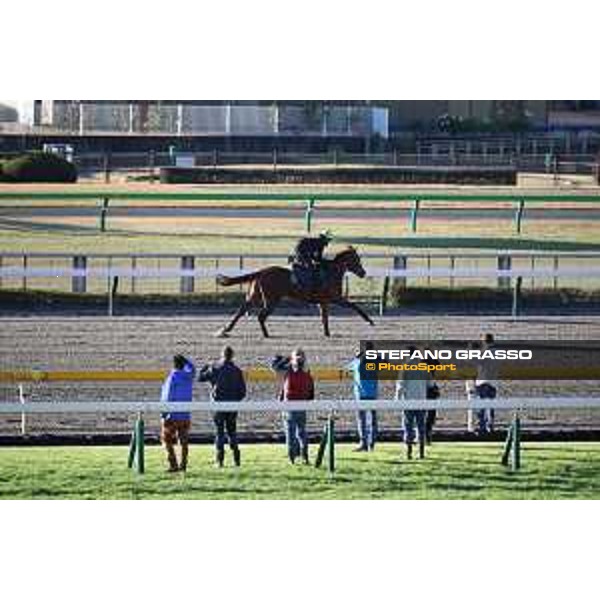 Japan Cup of Tokyo - - Tokyo, Fuchu racecourse - 25 November 2022 - ph.Stefano Grasso/Longines/Japan Cup morning track works - Simca Mille