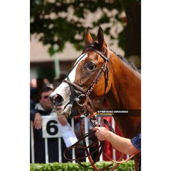 close up for Divine Proportions winner of Prix Morny Casinos Barriere Deauville, 22th august 2004 ph. Stefano Grasso