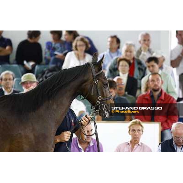 Moments and Emotions at the Sga - Selected Yearlings Sale Settimo Milanese (MI), 24-25th sept.2010 ph. Stefano Grasso