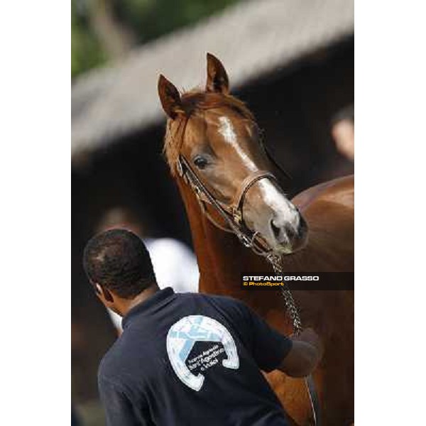Moments and Emotions at the Sga - Selected Yearlings Sale Settimo Milanese (MI), 24th sept.2010 ph. Stefano Grasso