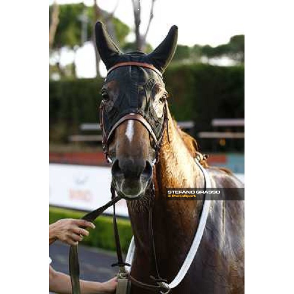a close up for Aoife Alainn after winning the Premio Lydia Tesio Rome, Capannelle racetrack 24th oct. 2010 ph. Stefano Grasso