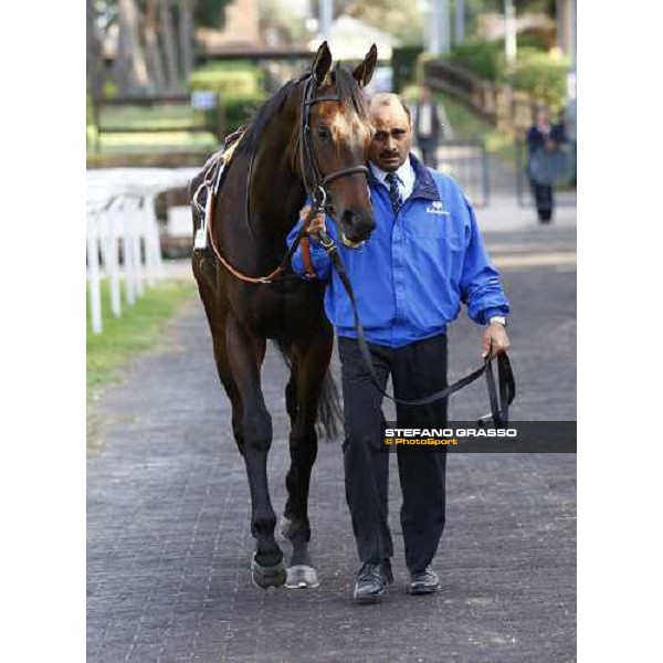 Antara parading with her groom before the Premio Lydia Tesio Rome, Capannelle racetrack, 24th oct. 2010 ph. Stefano Grasso