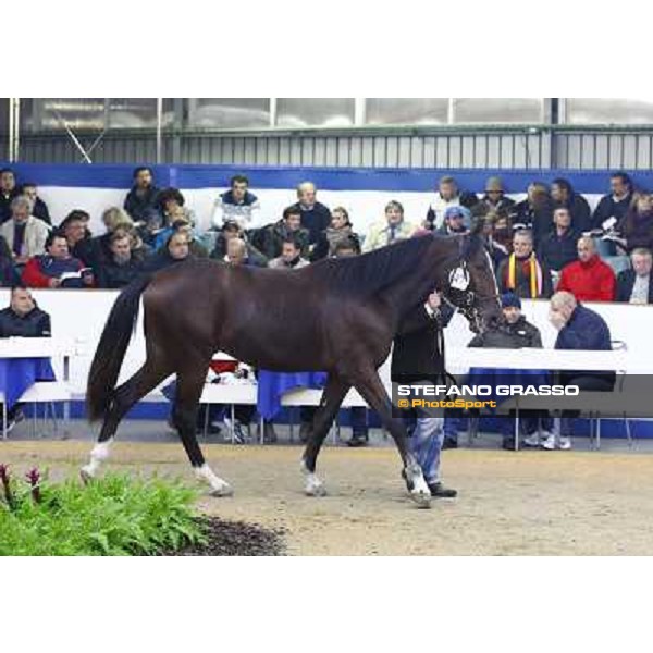 Anact selected yearlings sales Platinum Grif, Varenne and Borghina Blak sold at Euro 31.000 Settimo Milanese (MI), 29th oct. 2010 ph. Stefano Grasso