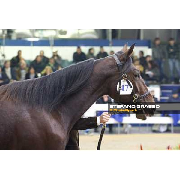 Anact selected yearlings sales Platinum Grif, Varenne and Borghina Blak sold at Euro 31.000 Settimo Milanese (MI), 29th oct. 2010 ph. Stefano Grasso