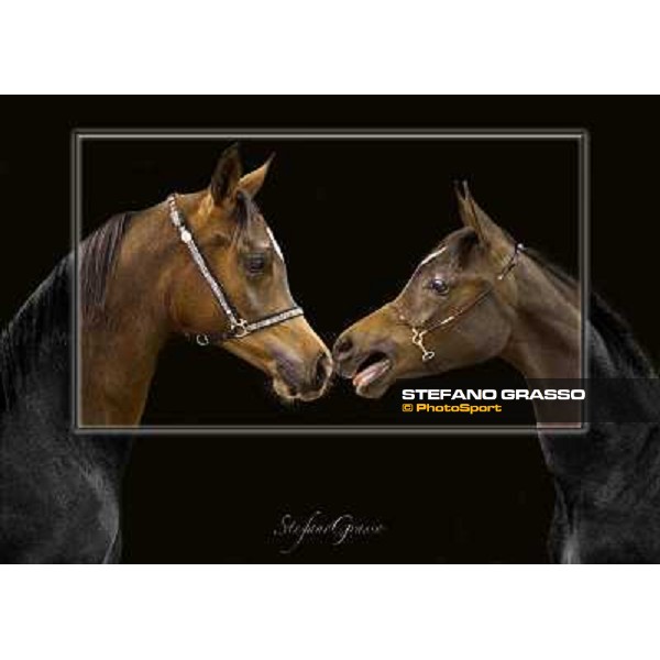 Arabian Horses Fieracavalli 2010 - Verona ph. Stefano Grasso